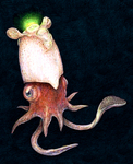 ram's horn squid (Spirula spirula)