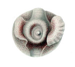 ram's horn squid (Spirula spirula)