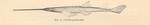 smalltooth sawfish (Pristis pectinata)