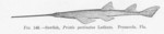 smalltooth sawfish (Pristis pectinata)