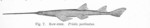 smalltooth sawfish (Pristis pectinata)