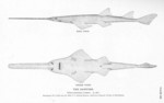 smalltooth sawfish (Pristis pectinata)