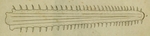 smalltooth sawfish (Pristis pectinata)