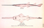 smalltooth sawfish (Pristis pectinata)