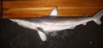 spinner shark (Carcharhinus brevipinna)