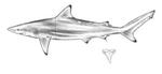 spinner shark (Carcharhinus brevipinna)