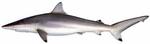 spinner shark (Carcharhinus brevipinna)