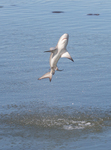 spinner shark (Carcharhinus brevipinna)