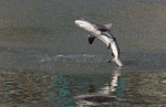 spinner shark (Carcharhinus brevipinna)