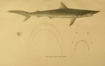 spinner shark (Carcharhinus brevipinna)