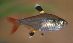 X-ray fish, X-ray tetra (Pristella maxillaris)