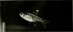 X-ray fish, X-ray tetra (Pristella maxillaris)