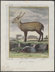 Indian hog deer (Hyelaphus porcinus)