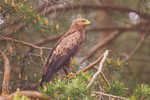 lesser spotted eagle (Clanga pomarina)