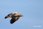 lesser spotted eagle (Clanga pomarina)