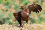 lesser spotted eagle (Clanga pomarina)