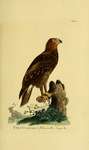 lesser spotted eagle (Clanga pomarina)