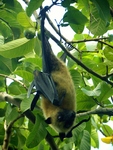 Seychelles flying fox (Pteropus seychellensis comorensis)