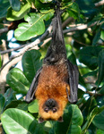 Seychelles fruit bat, Seychelles flying fox (Pteropus seychellensis)