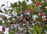 Seychelles fruit bat, Seychelles flying fox (Pteropus seychellensis)