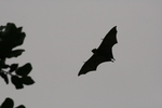 Seychelles fruit bat, Seychelles flying fox (Pteropus seychellensis)