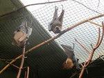 small flying fox, island flying fox, variable flying fox (Pteropus hypomelanus)