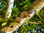 plantain squirrel (Callosciurus notatus)