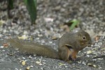 plantain squirrel (Callosciurus notatus)