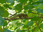 plantain squirrel (Callosciurus notatus)