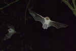 Natterer's bat (Myotis nattereri)