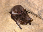 Natterer's bat (Myotis nattereri)