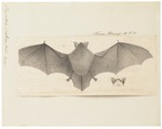 Natterer's bat (Myotis nattereri)