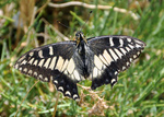 Corsican swallowtail (Papilio hospiton)