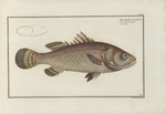 barramundi, Asian sea bass (Lates calcarifer)