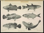 barramundi (Lates calcarifer), squaretail mullet (Ellochelon vaigiensis), Malabar grouper (Epine...