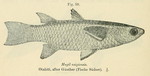 squaretail mullet (Ellochelon vaigiensis)