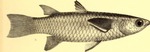 squaretail mullet (Ellochelon vaigiensis)