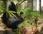 Congo peafowl (Afropavo congensis)