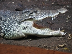 Cuban crocodile (Crocodylus rhombifer)