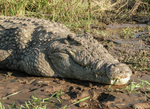 Nile crocodile (Crocodylus niloticus)