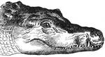 Nile crocodile (Crocodylus niloticus)