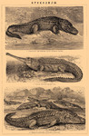 American alligator (Alligator mississippiensis), gharial (Gavialis gangeticus), Nile crocodile (...