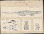 Nile crocodile (Crocodylus niloticus)