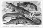 American alligator (Alligator mississippiensis), Nile crocodile (Crocodylus niloticus), saltwate...