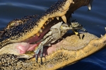 American alligator, gator (Alligator mississippiensis)