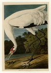 whooping crane (Grus americana), American alligator (Alligator mississippiensis)