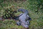 Chinese alligator (Alligator sinensis)