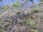 Chinese alligator (Alligator sinensis)