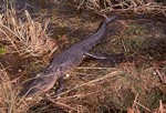 Chinese alligator (Alligator sinensis)