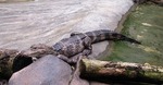 Chinese alligator (Alligator sinensis)